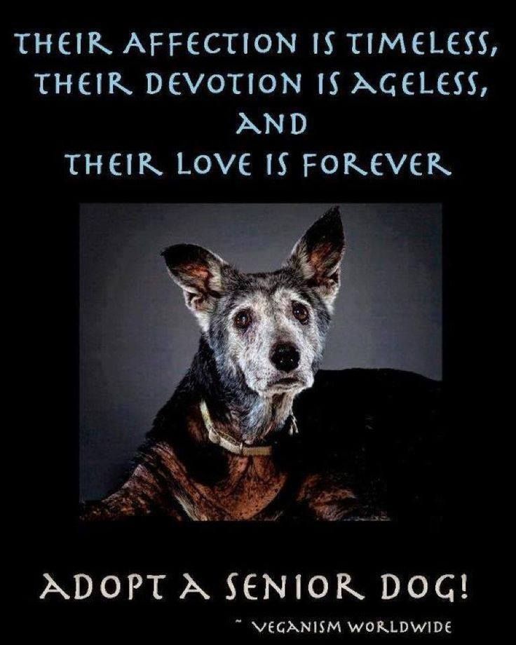 Adopt A Dog Quotes