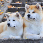 Akita Dog Pictures