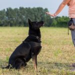 Five Basic Obedience Commands Your Dog Should Learn