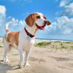 Beagle Dog Pictures