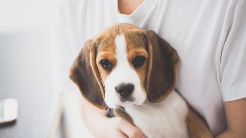 Fun Facts Your Probably Didn’t Know about Beagles