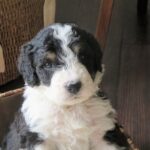 Bernedoodle Dog Pictures