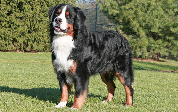 Bernese Mountain Dog Pictures
