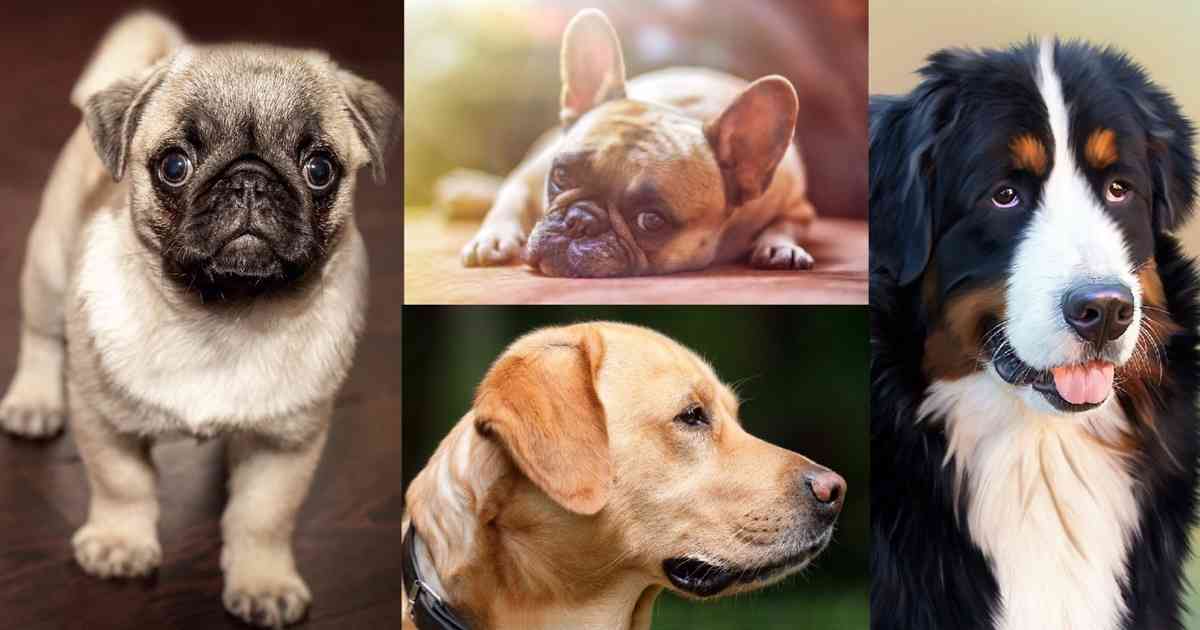 The Best Dog Breeds for Kids and Families