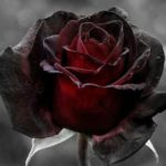 Beautiful Black Rose