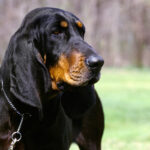 Black and Tan Coonhound Dog