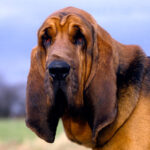 Bloodhound Dog Pictures