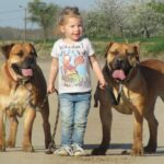 Boerboels Dog Pictures