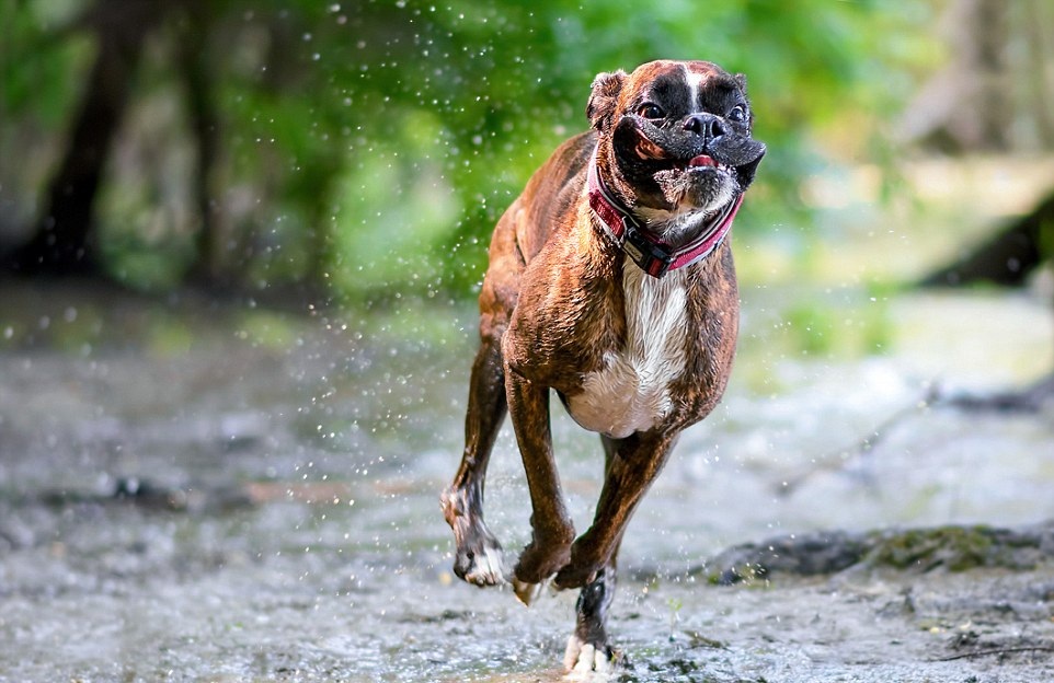 Boxer Dog Pictures
