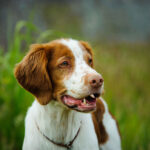Brittany Dog Pictures