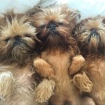 Cute And Adorable Brussels Griffon Dog