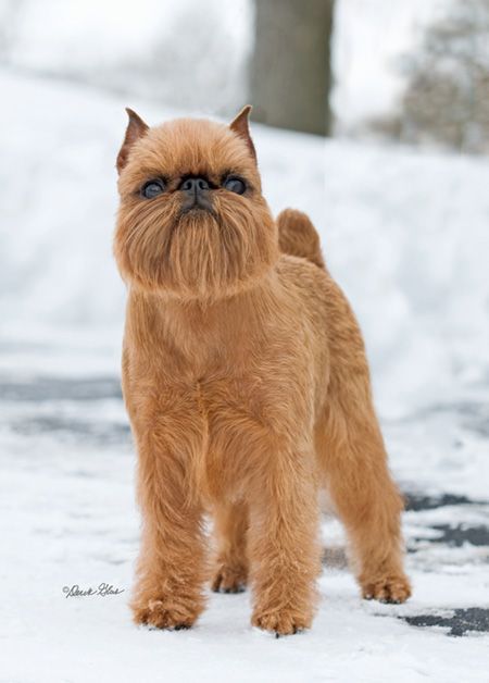 Cute And Adorable Brussels Griffon Dog – VitalCute