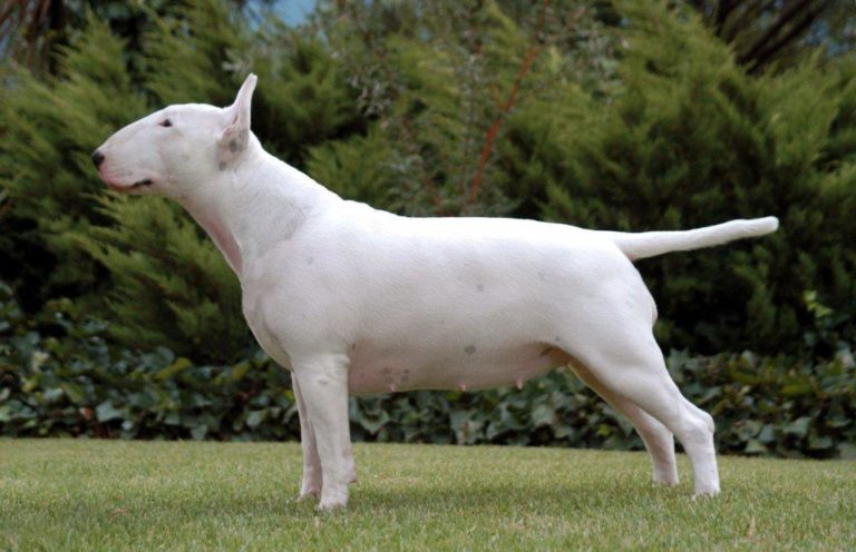 Is the bull terrier a good choice of pet?