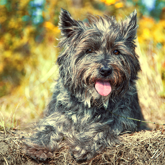 Cairn Terrier Dog Pictures