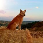Canaan Dog Pictures