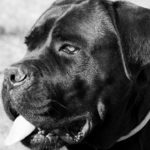 Everything You Need to Know Before Adopting a Cane Corso