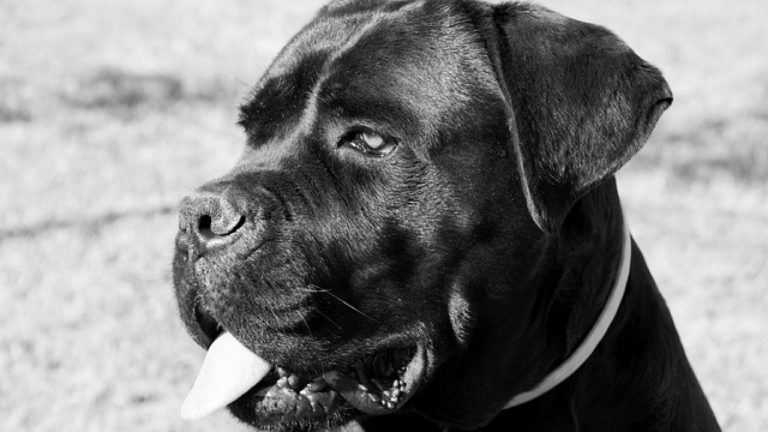 Everything You Need to Know Before Adopting a Cane Corso