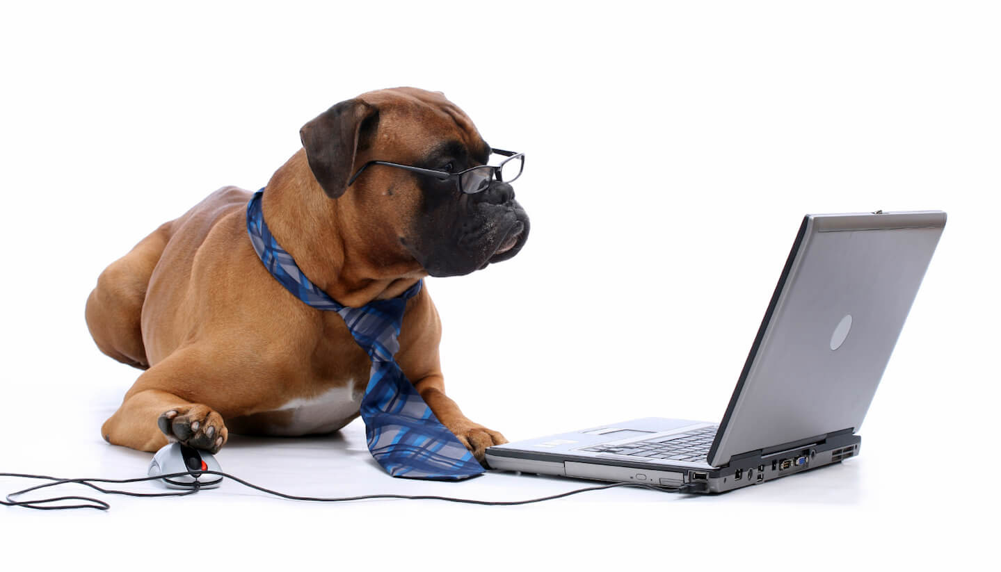 Consider The Convenience To Pick Canine Products Online