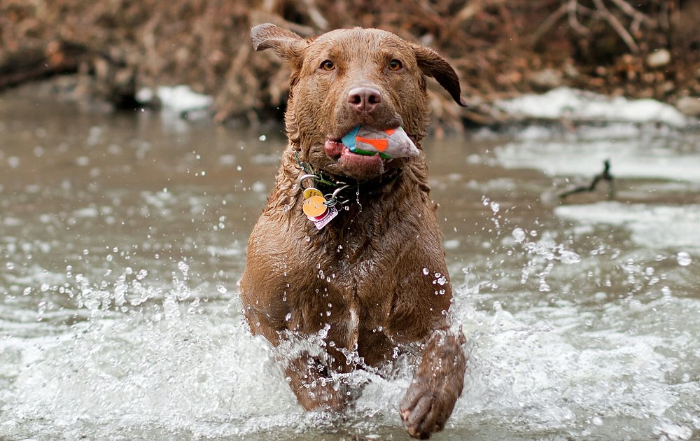 Chesapeake Bay Retriever Dog – VitalCute