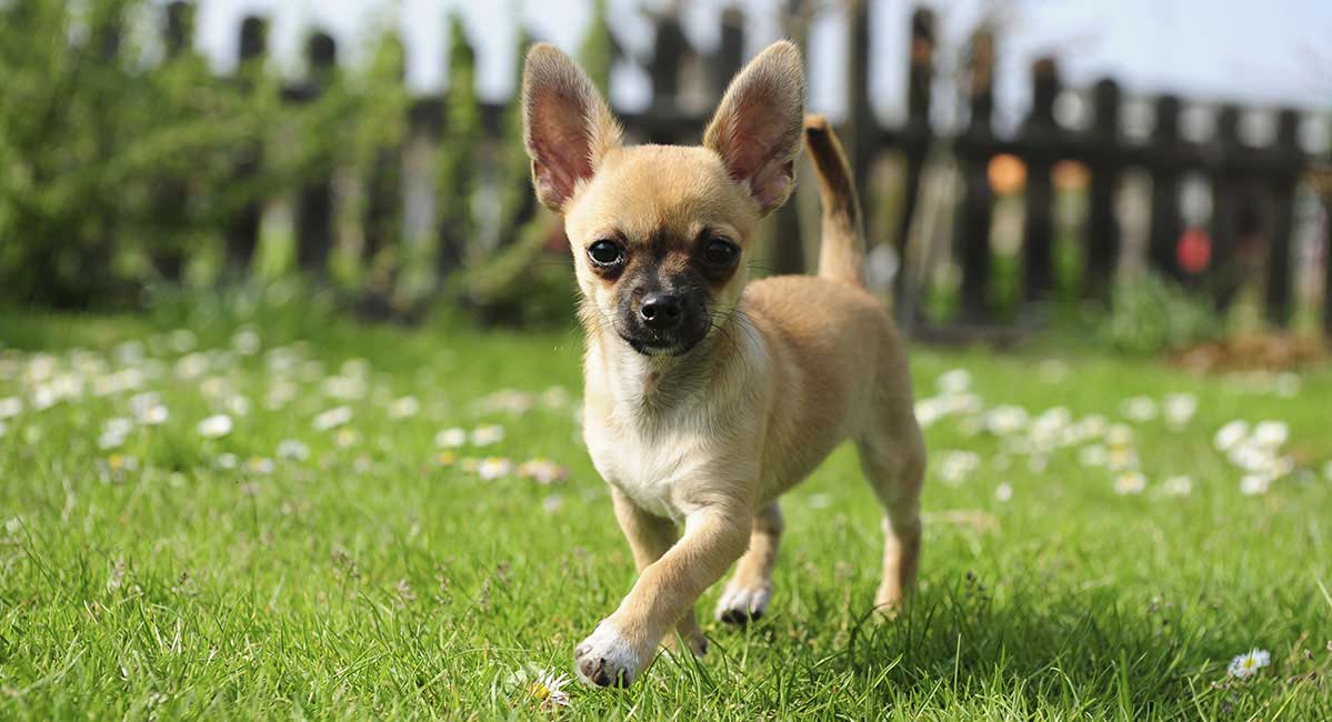 Chihuahua Dog Pictures