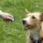 Is Clicker Training the Most Effective Way to Train Dogs