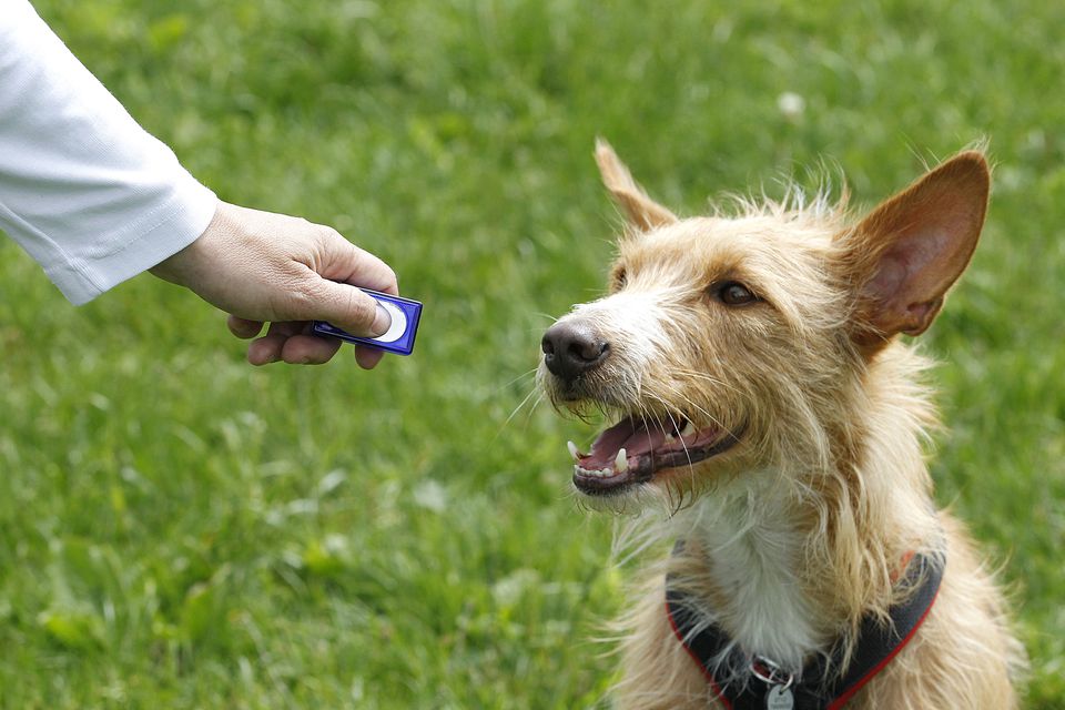 Is Clicker Training the Most Effective Way to Train Dogs