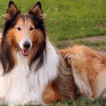 Collie Dog Pictures