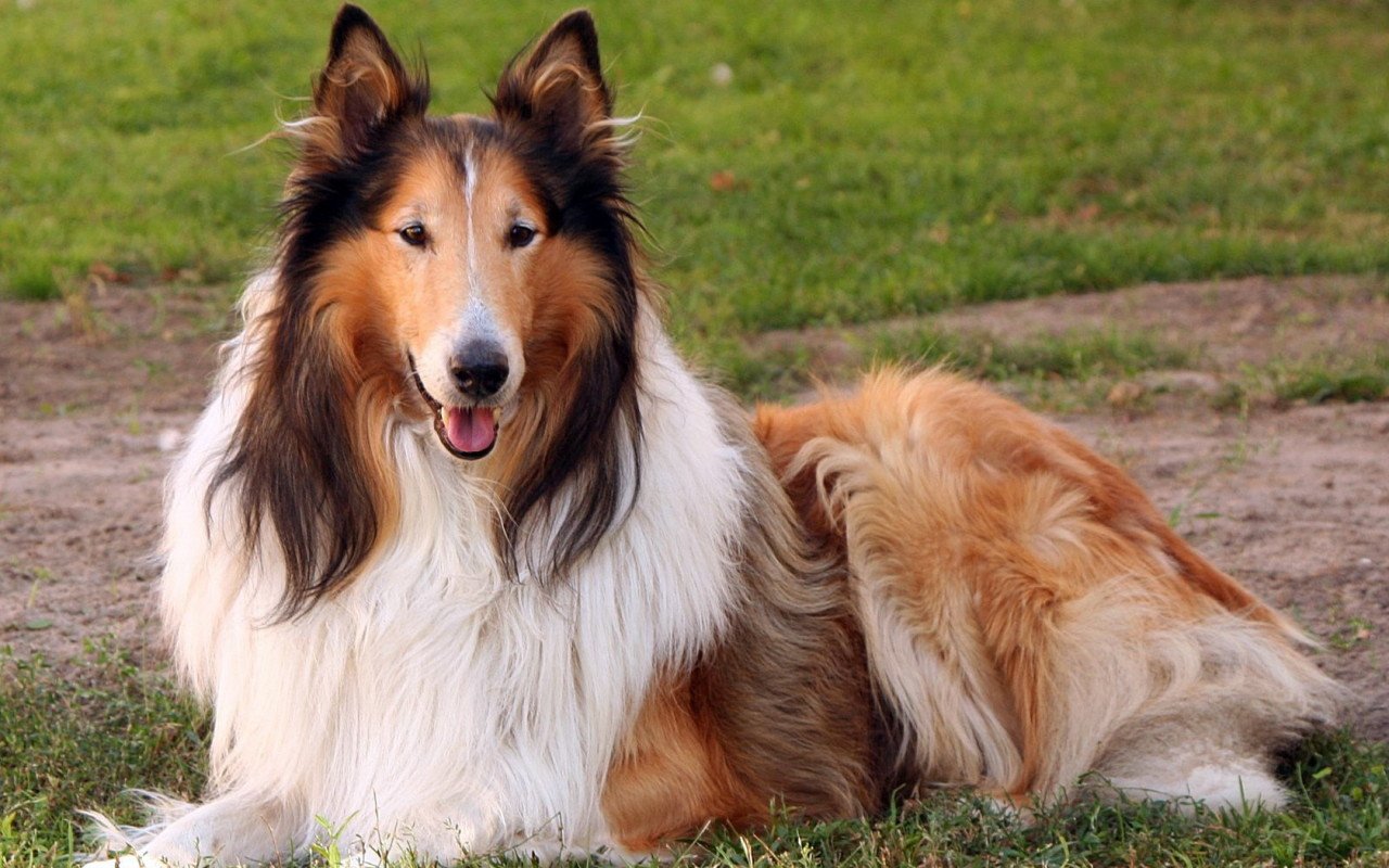 Collie Dog Pictures