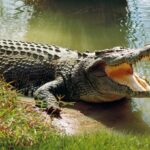 Giant Crocodile Pictures