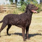 Curly-Coated Retriever Dog Breed – Facts and Traits