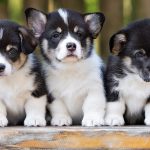 Cute puppy Pictures