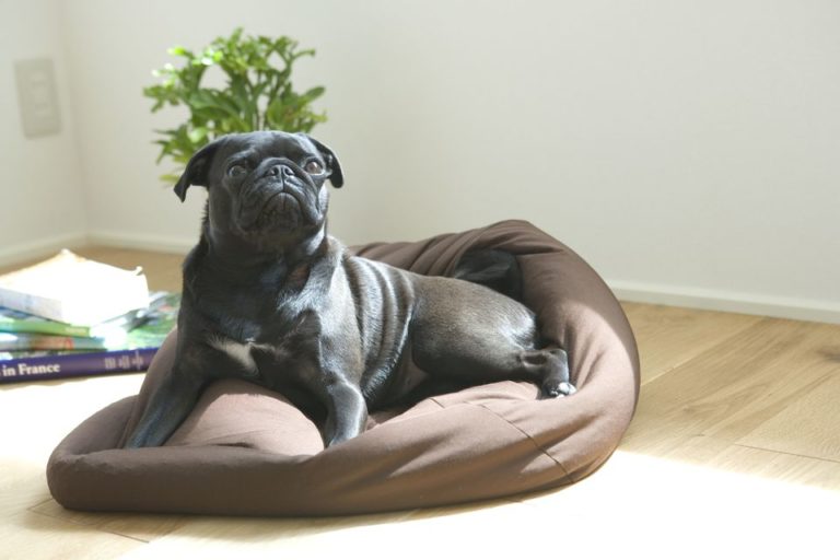 Dog Bed Training: How to Teach a Dog to Go to Bed