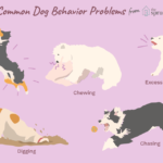 Dog Behavior Problems – Stealing and Stay Away