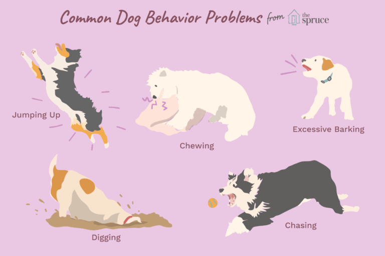 Dog Behavior Problems – Stealing and Stay Away