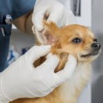 5 Things You Should Know about Ear Mites