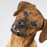 For the Love of a Dog: Understanding Emotion in