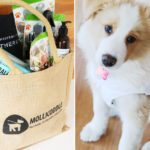 5 Tips To Selecting A Great Dog Gift