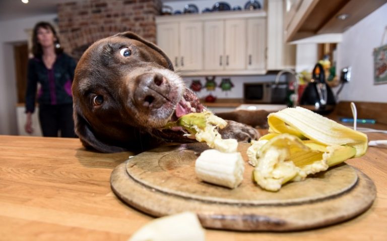 Greedy Labrador? How to slow down your dogs eating speed