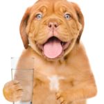 Dog Hiccups Explained: What To Do If Your Dog Has Hiccups
