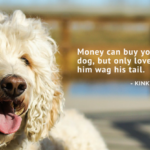 17 Cute Dog Love Quotes