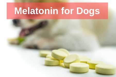 Can I Give My Dog Melatonin? Dose Rates, Info, Side Effects