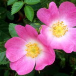 Dog Rose Pictures