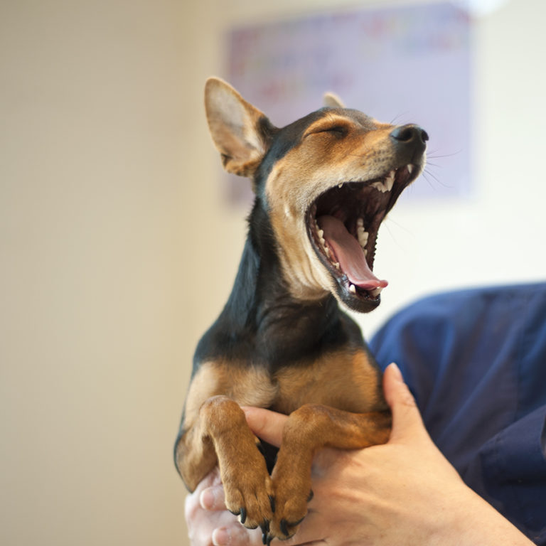 Is your pet dog turning aggressive? Heres what you need to know