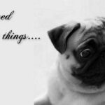 Beautiful Dogs Quotes Facebook Covers Photos