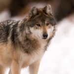 Exclusive Gray Wolf Pictures