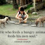 Feed A Dog Quotes