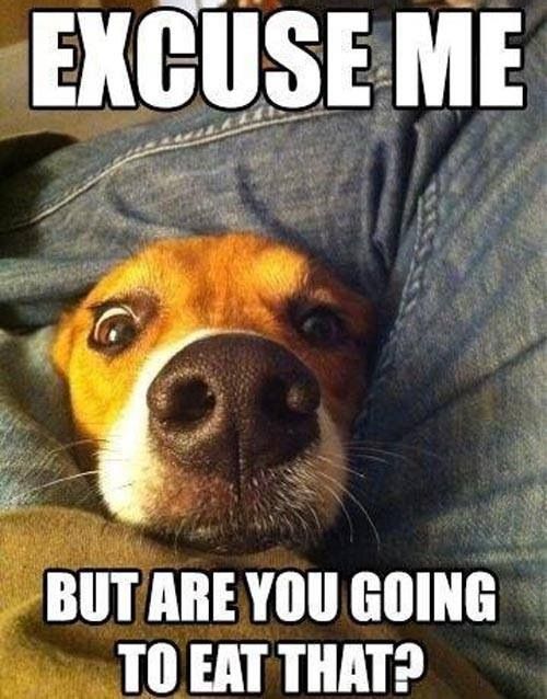 Hilarious Funny Dog Quotes