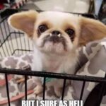 Cute And Funny Dog Memes