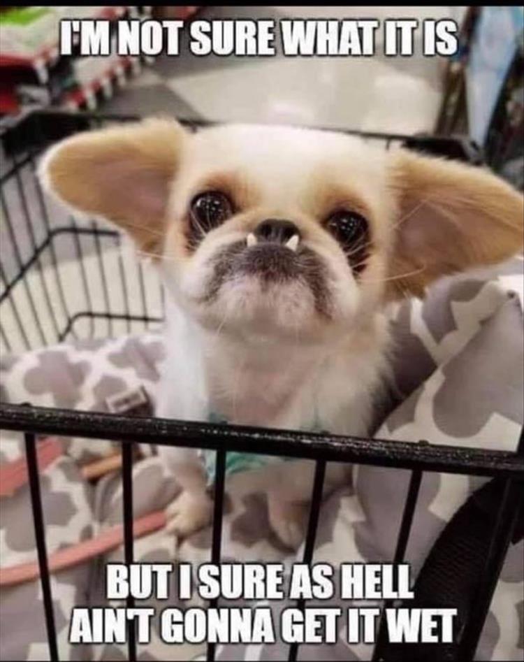 Cute And Funny Dog Memes