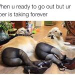 17 Top Funny Dog Memes